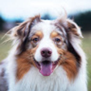 Meet your Posher, Evan